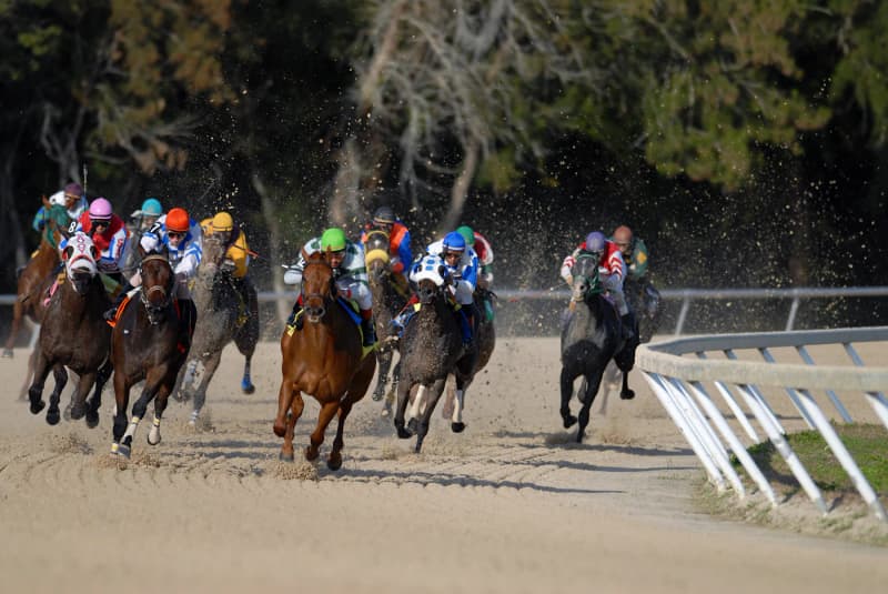 Pelotão de cavalos levantando areia na curva da pista